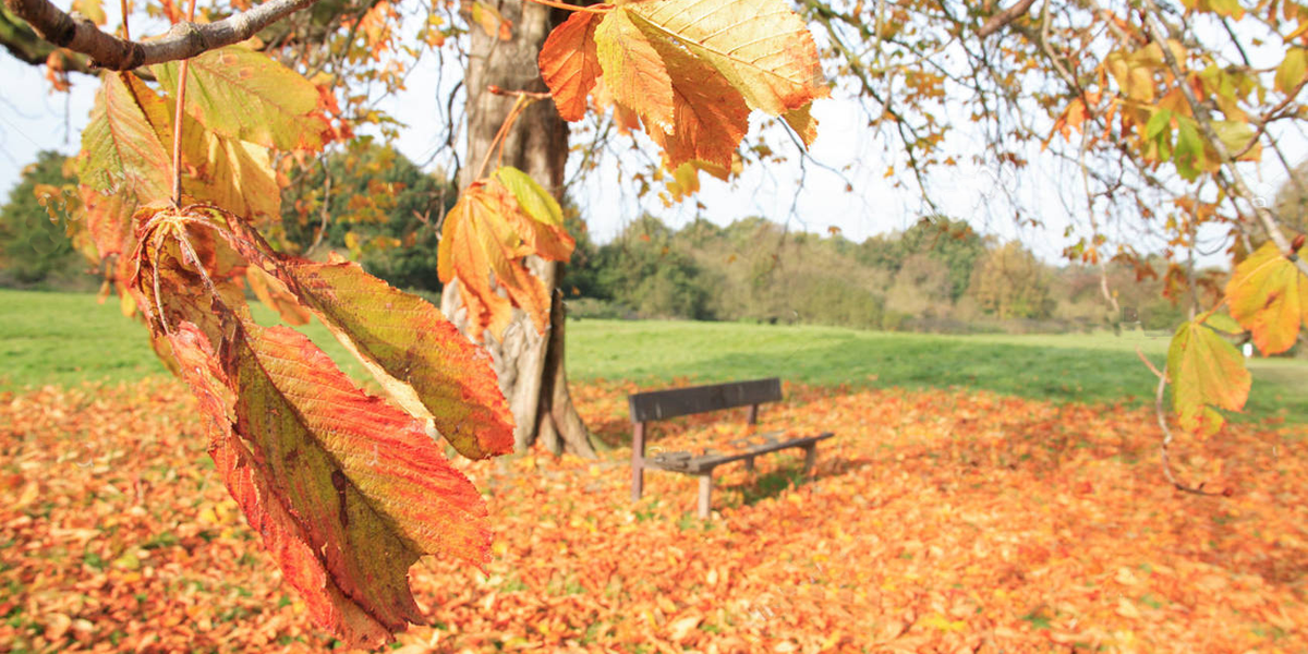 autumntreeleavesseatbenchseatgoldenorangeharpendencommonAYMKWD